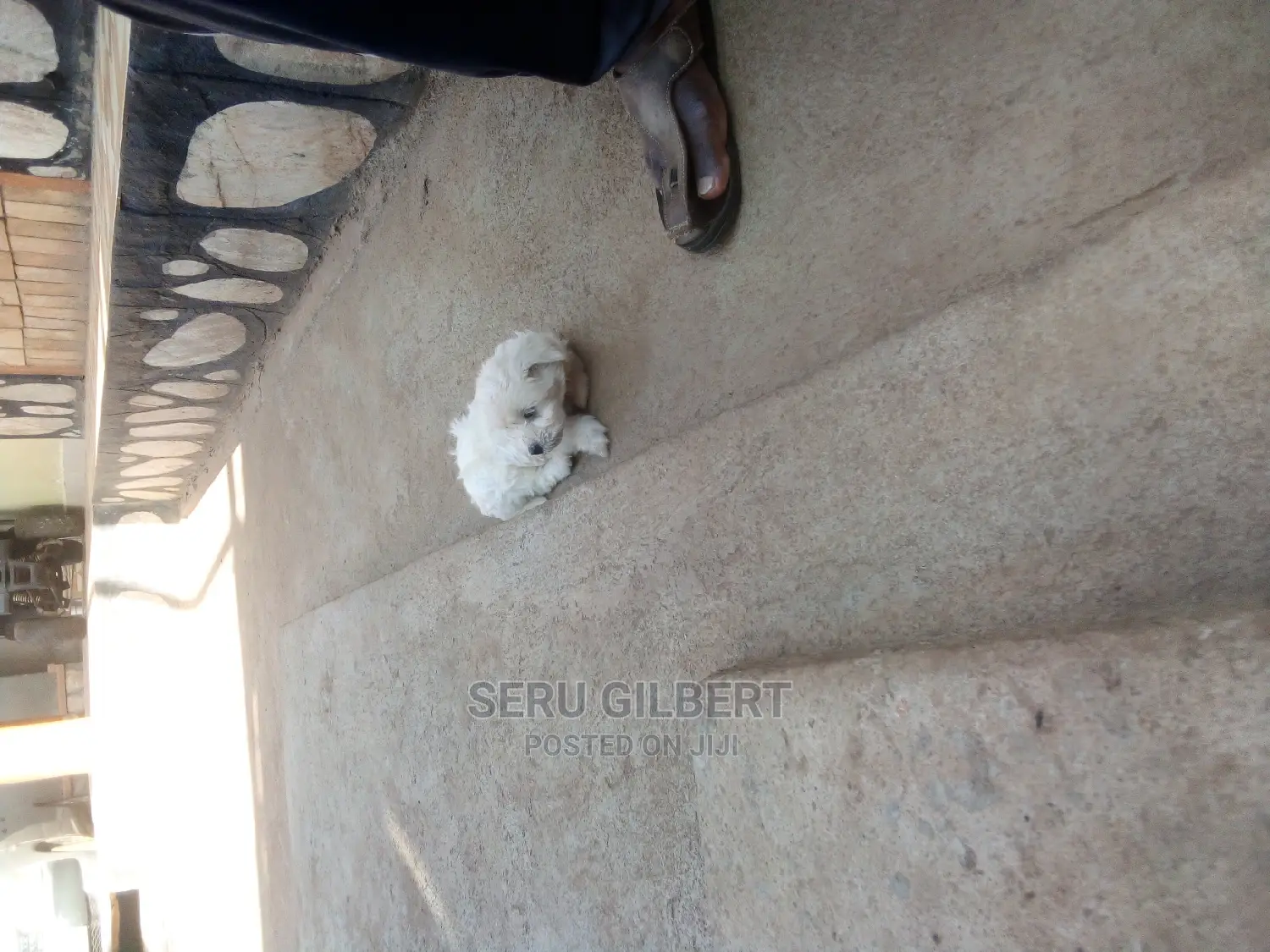 1-3 months Male Purebred Maltese
