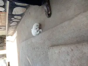 Photo - 1-3 months Male Purebred Maltese