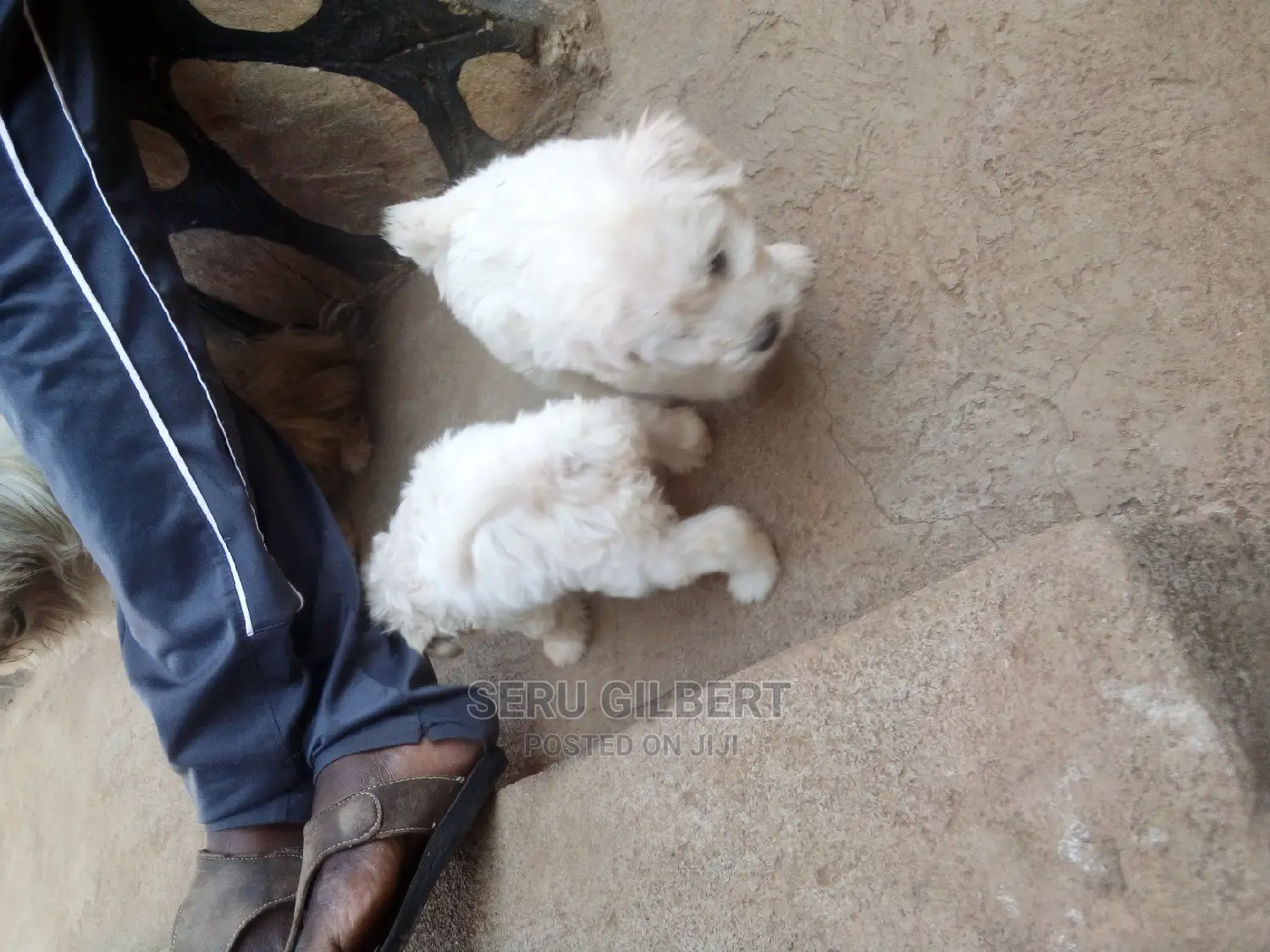 1-3 months Male Purebred Maltese