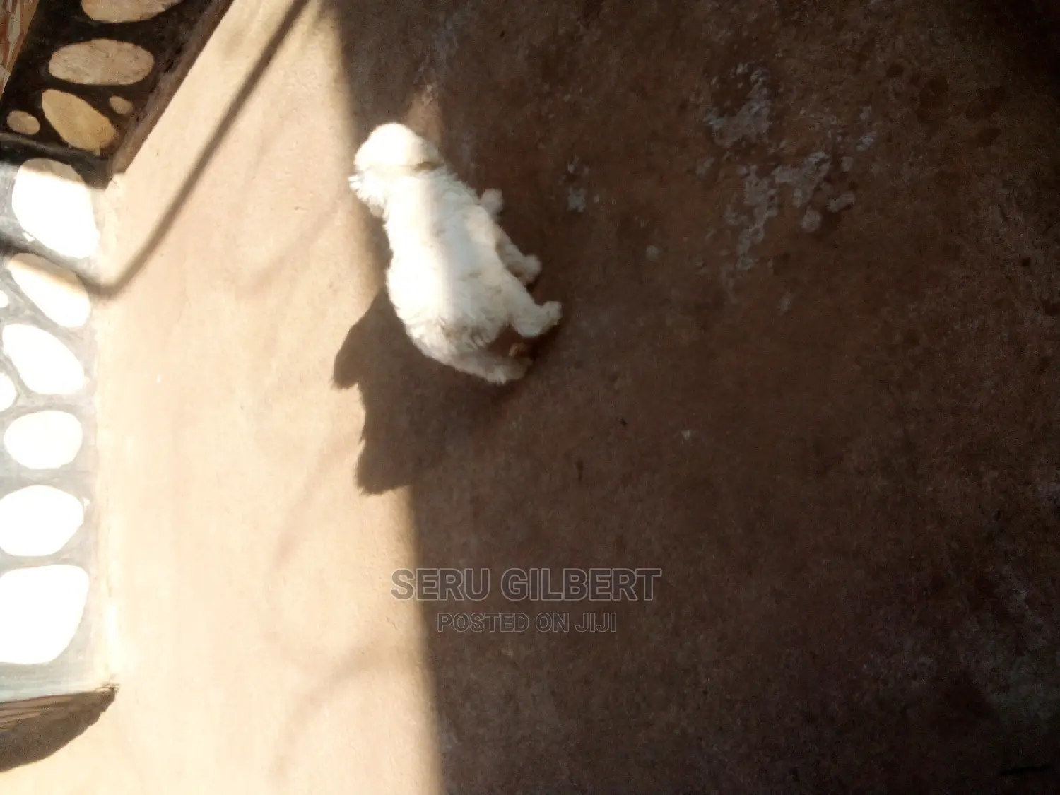 1-3 months Male Purebred Maltese