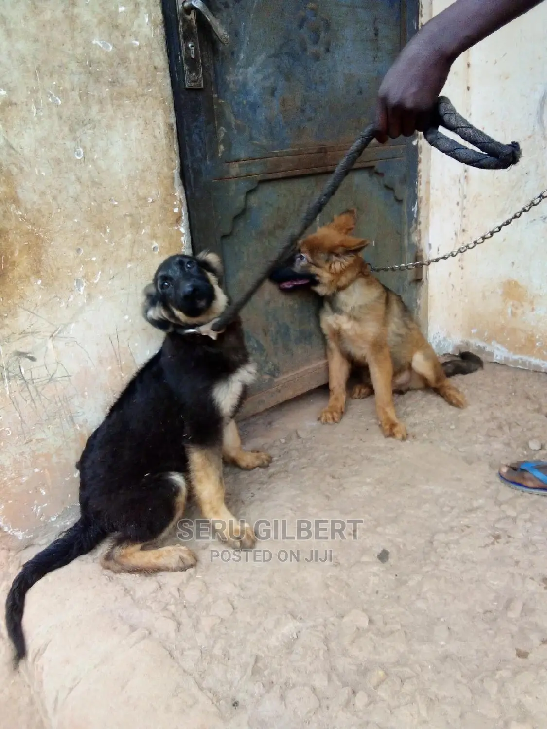1-3 months Male Purebred German Shepherd