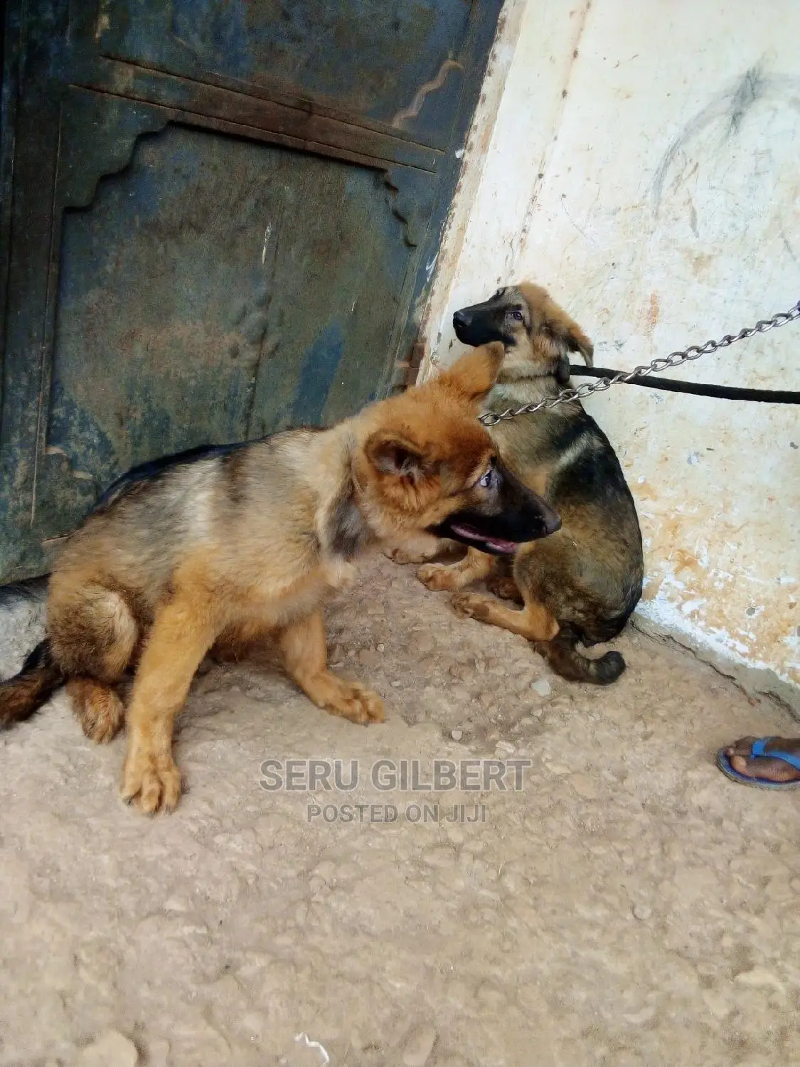 1-3 months Male Purebred German Shepherd