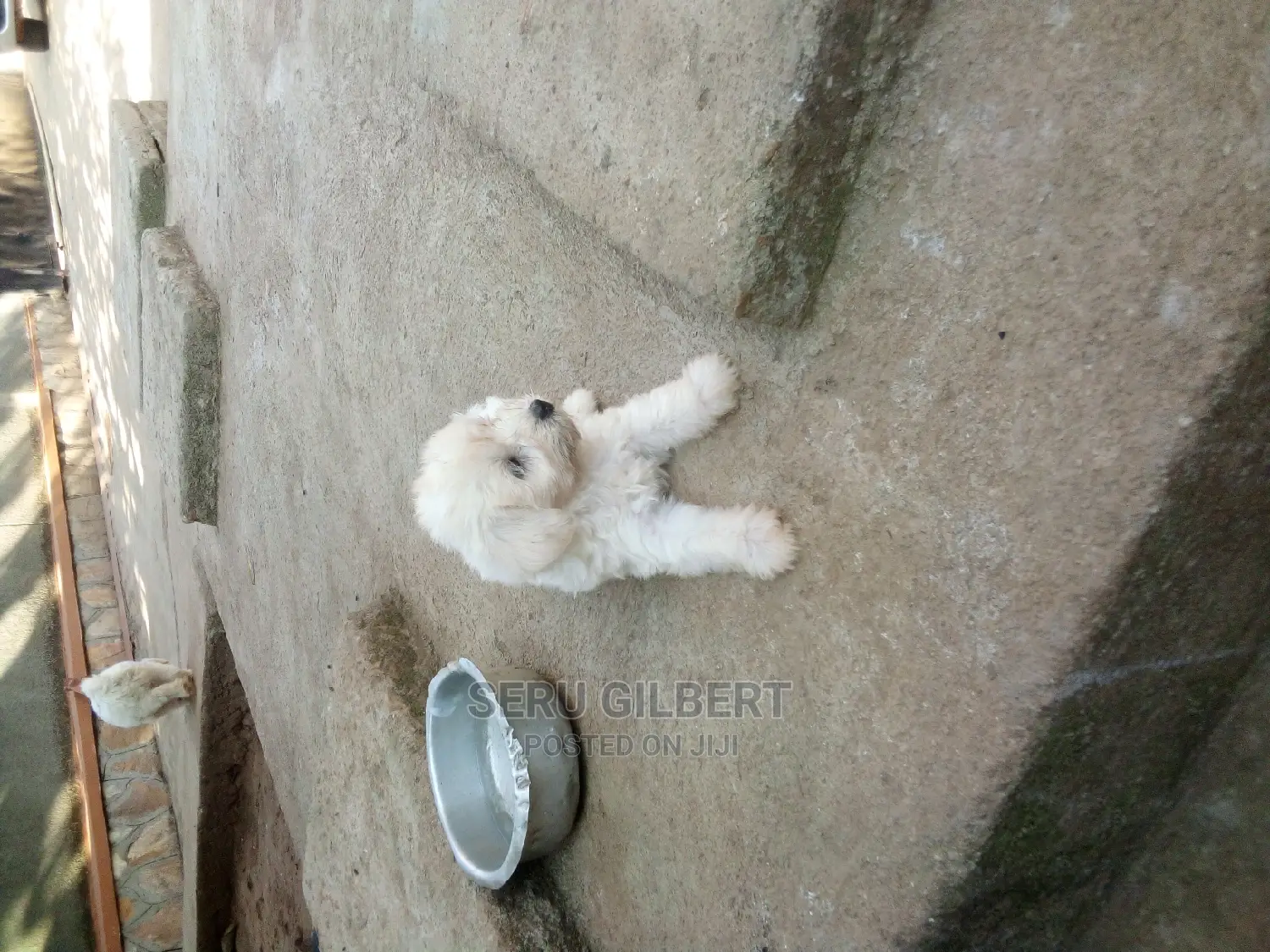 1-3 months Male Purebred Maltese