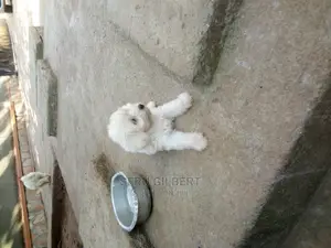 Photo - 1-3 months Male Purebred Maltese