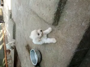 1-3 months Male Purebred Maltese