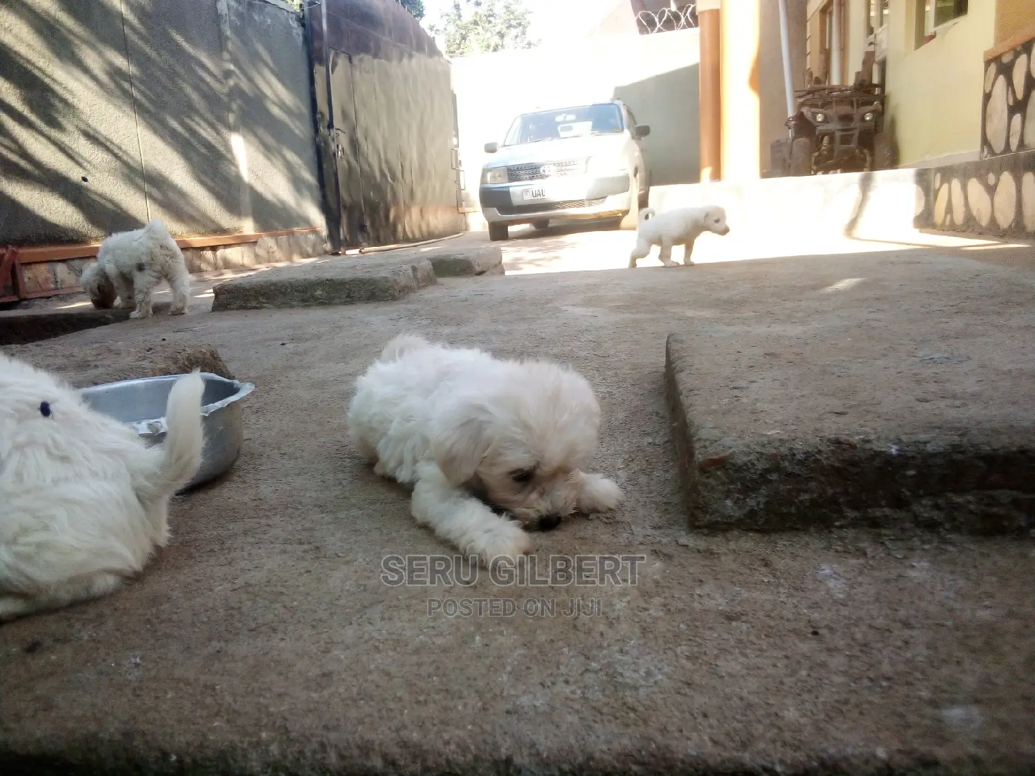 1-3 months Male Purebred Maltese
