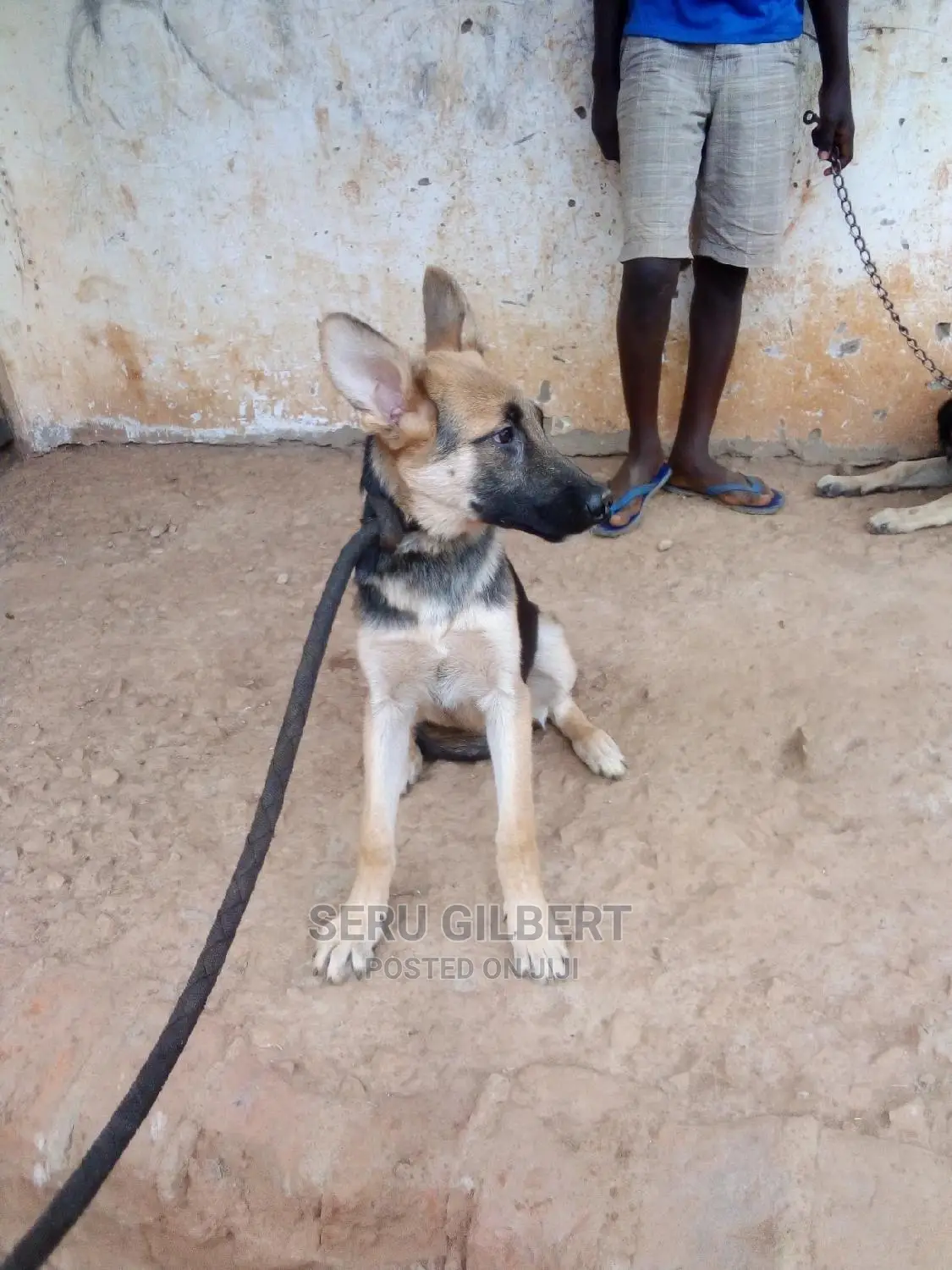 3-6 months Male Purebred German Shepherd