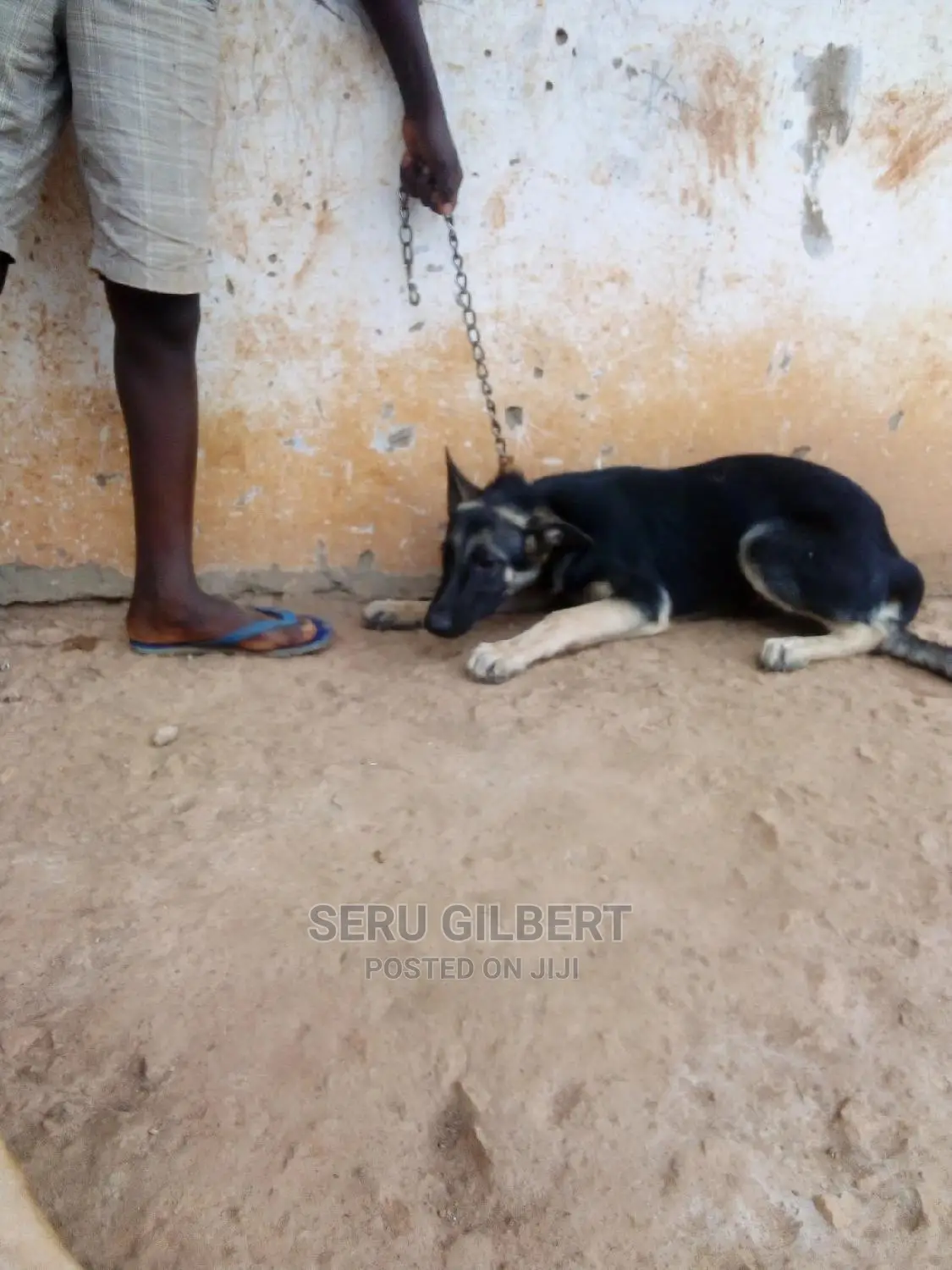 3-6 months Male Purebred German Shepherd