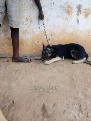 3-6 months Male Purebred German Shepherd