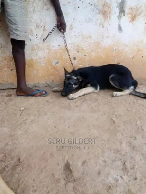 3-6 months Male Purebred German Shepherd