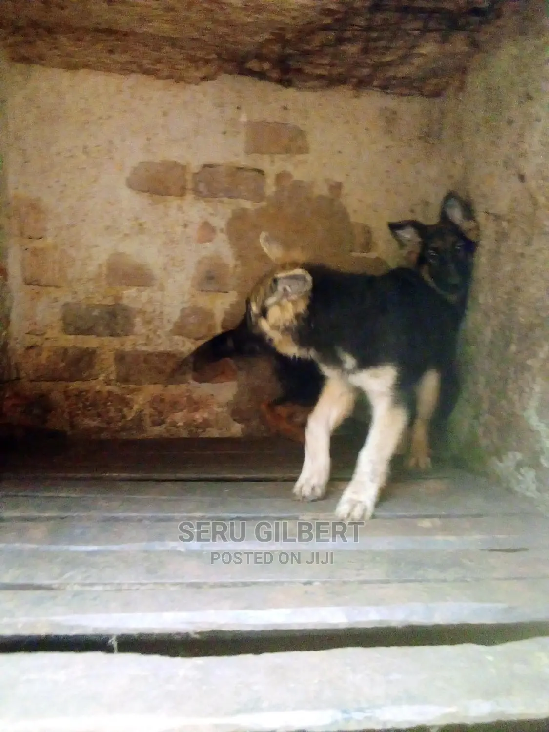 1-3 months Male Purebred German Shepherd