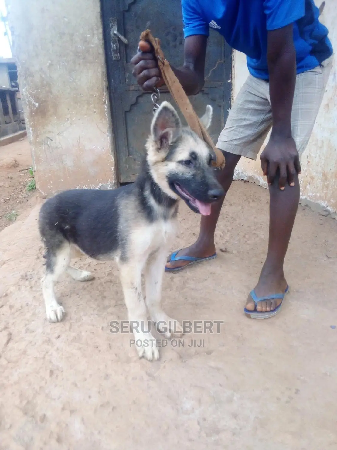 1-3 months Male Purebred German Shepherd