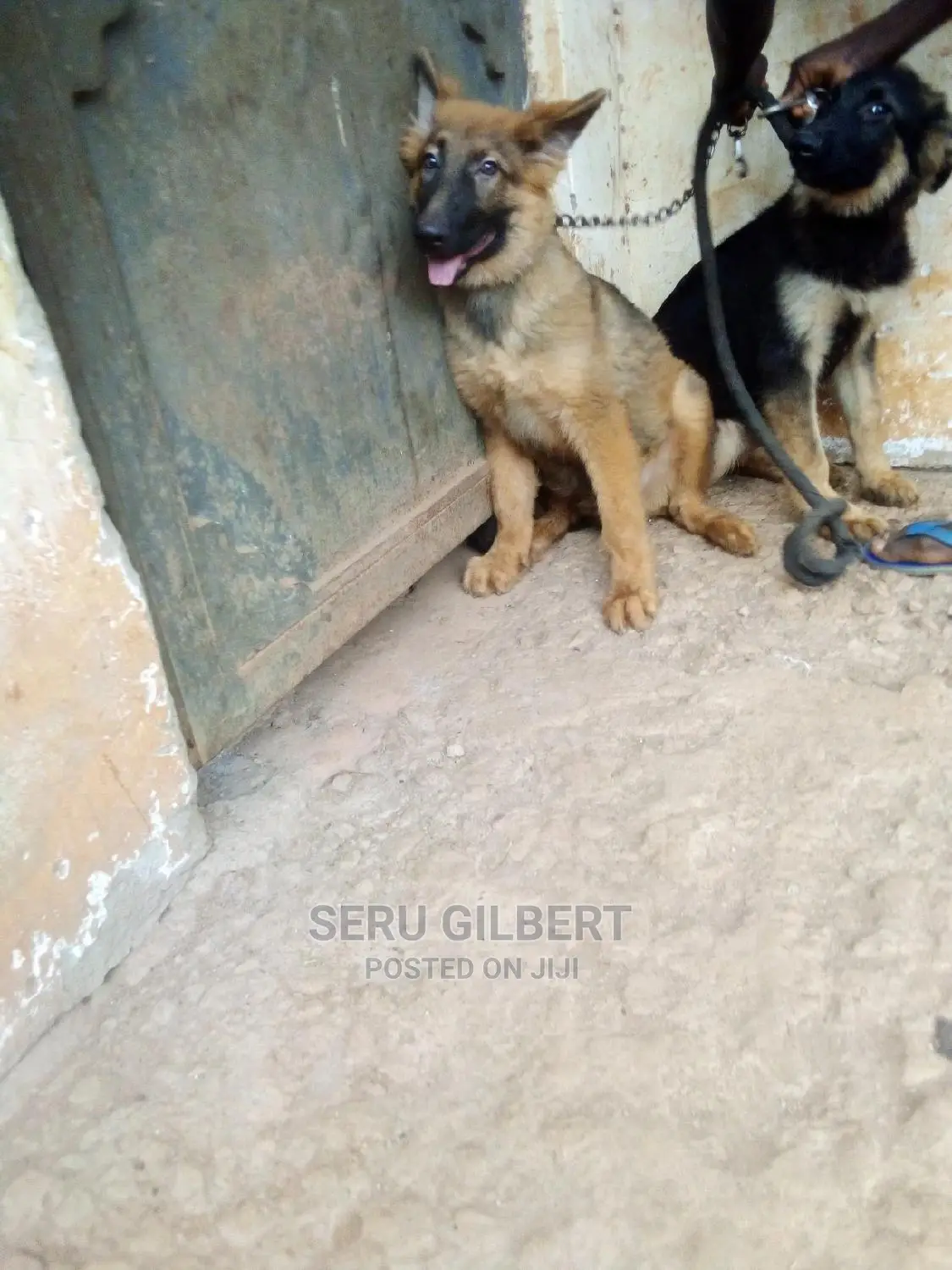 1-3 months Male Purebred German Shepherd