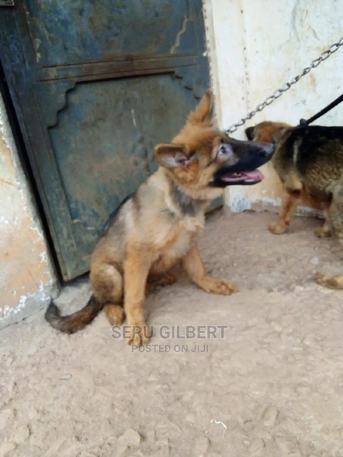 3-6 months Male Purebred German Shepherd