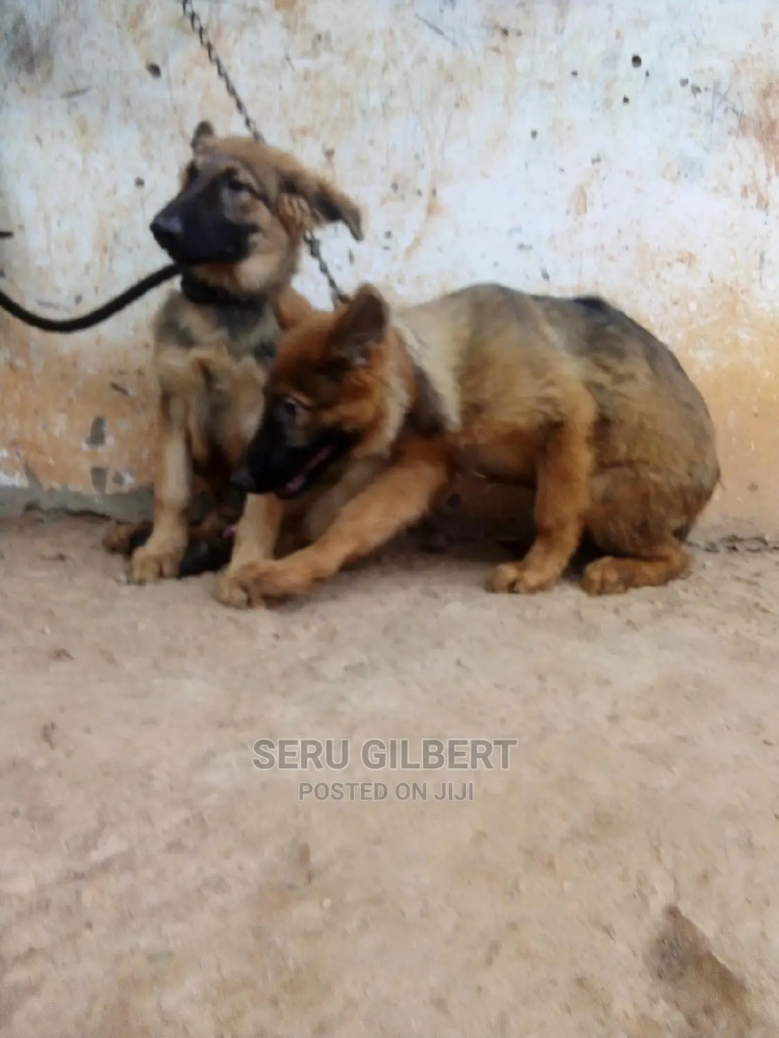 3-6 months Male Purebred German Shepherd