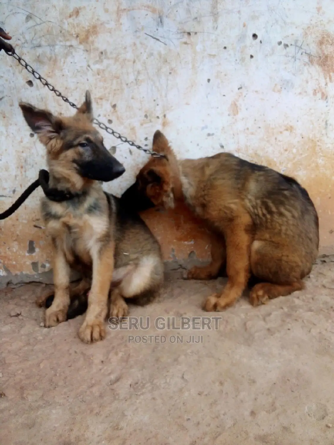 3-6 months Male Purebred German Shepherd
