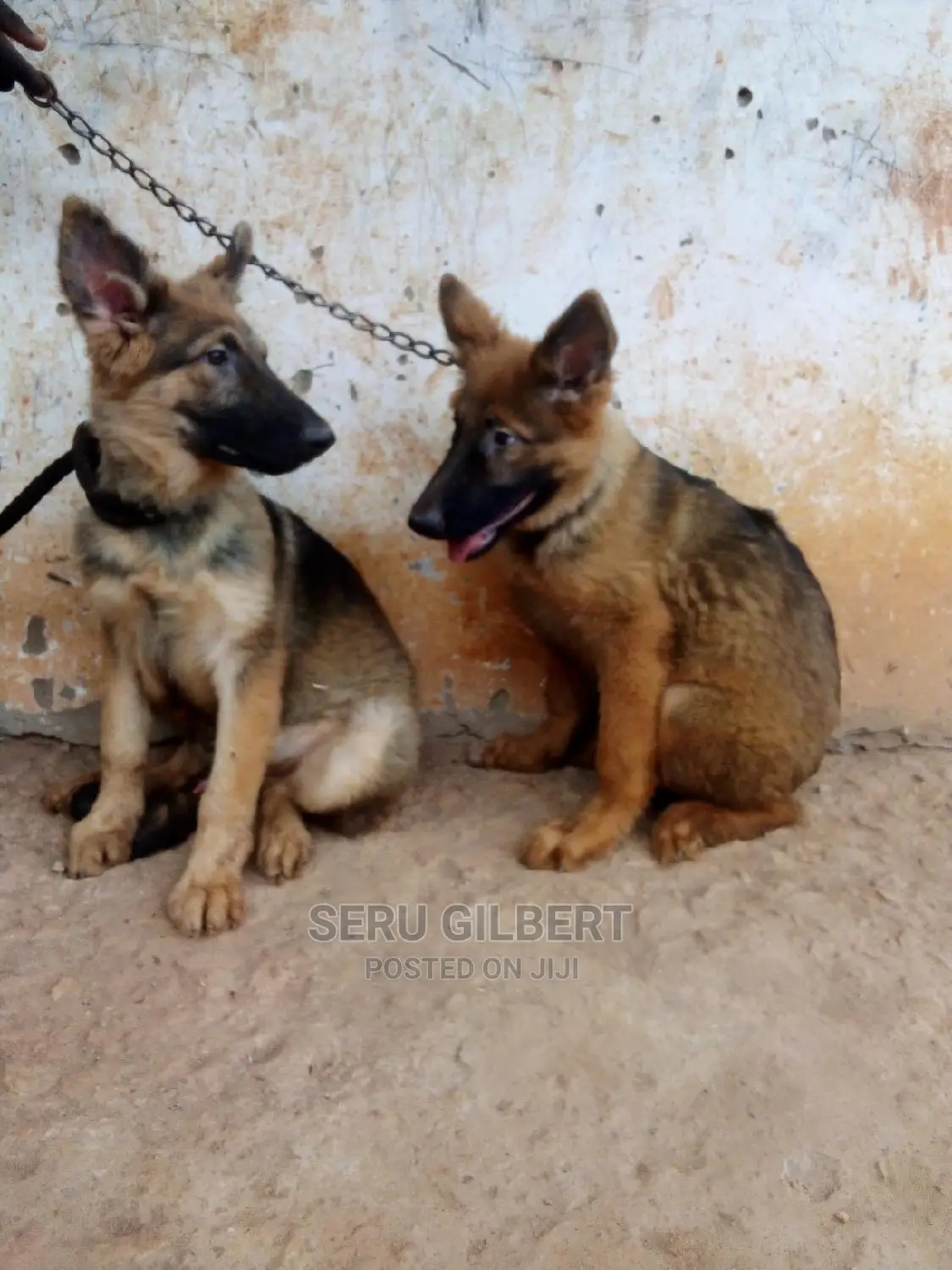 3-6 months Male Purebred German Shepherd