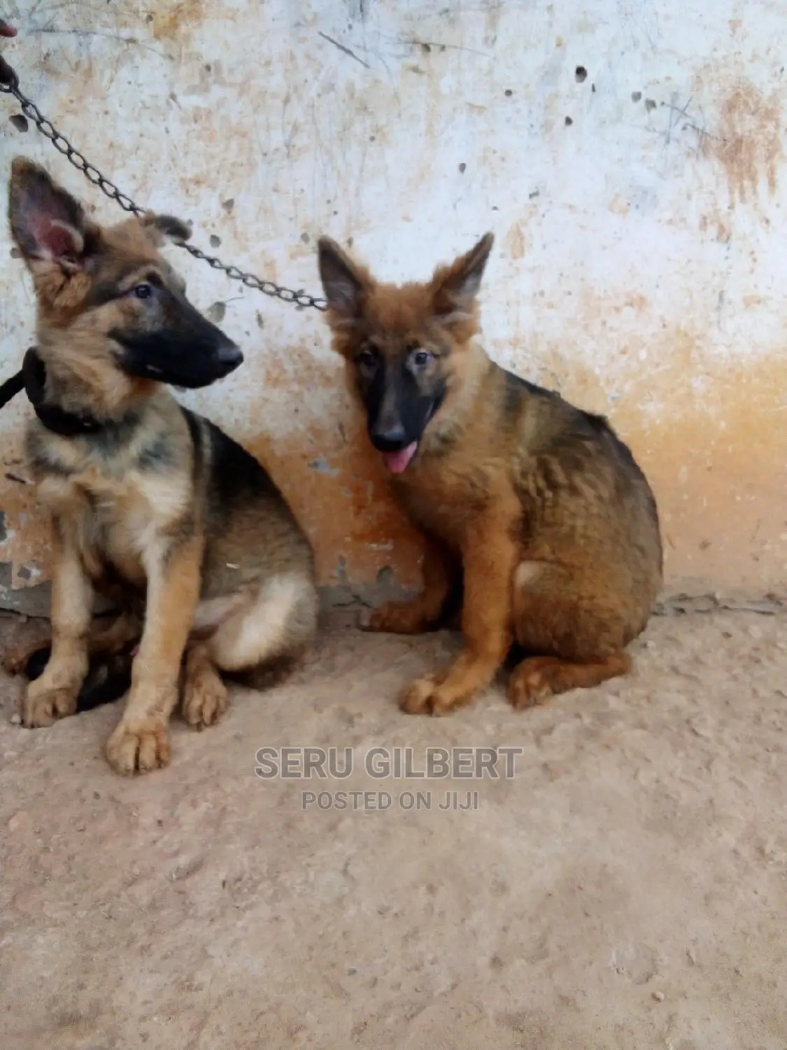 3-6 months Male Purebred German Shepherd