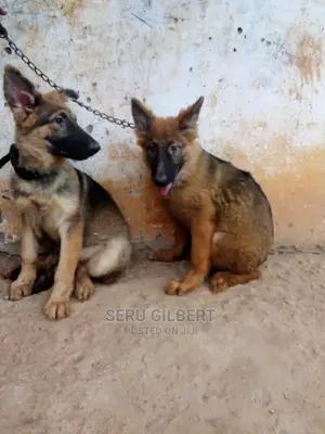 3-6 months Male Purebred German Shepherd