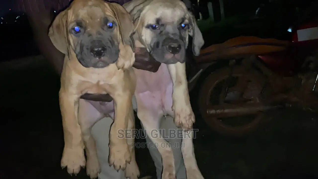 1-3 months Male Purebred Boerboel