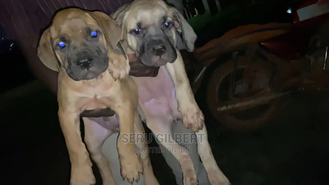 3-6 months Male Purebred Boerboel