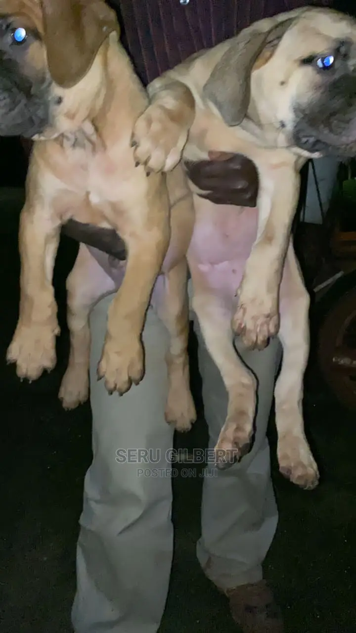 3-6 months Male Purebred Boerboel