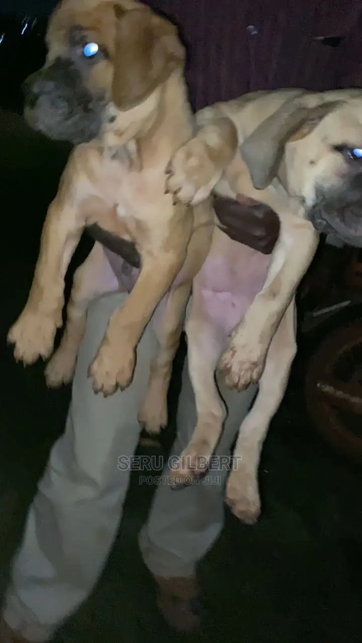 1-3 months Male Purebred Boerboel