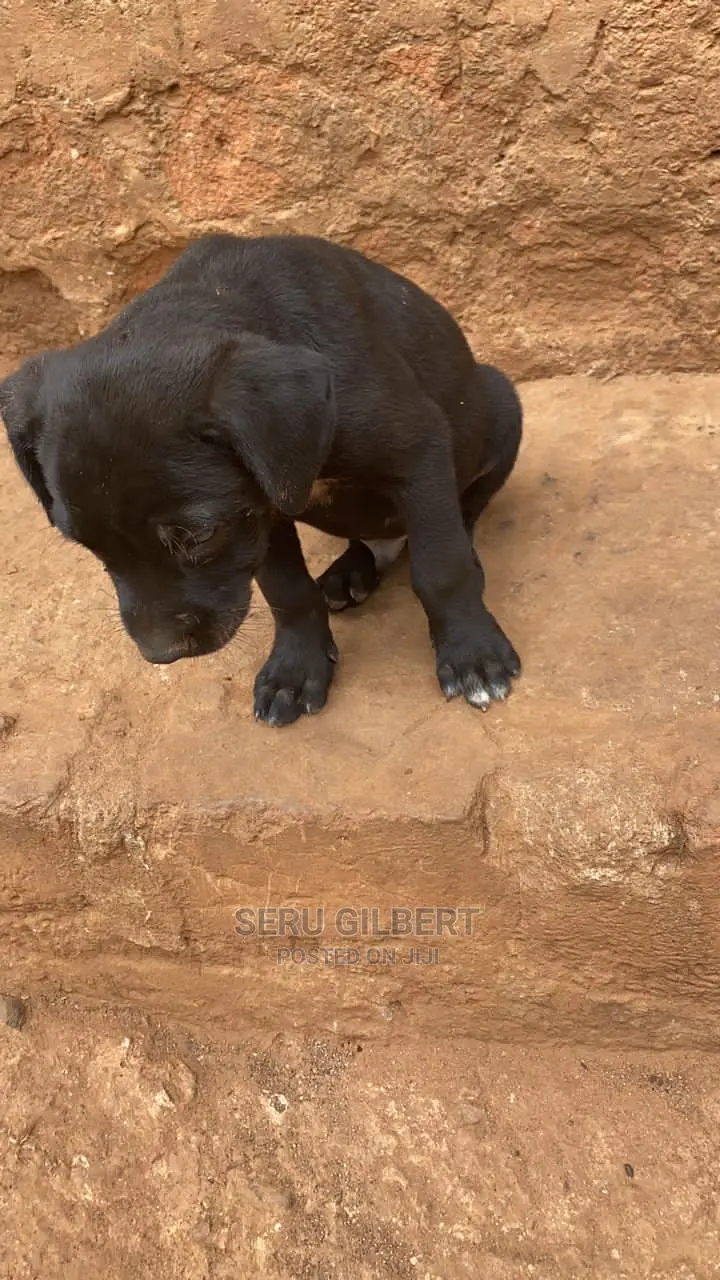 1-3 months Male Purebred Boerboel