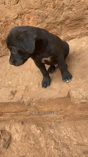 1-3 months Male Purebred Boerboel