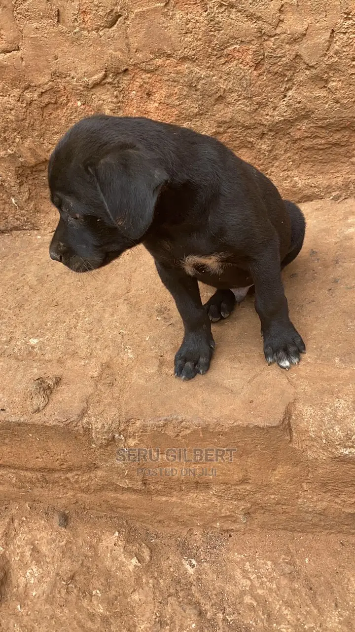 3-6 months Male Purebred Boerboel
