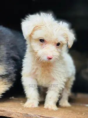 Photo - 1-3 months Male Purebred Maltese