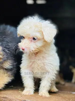 Photo - 3-6 months Male Purebred Maltese