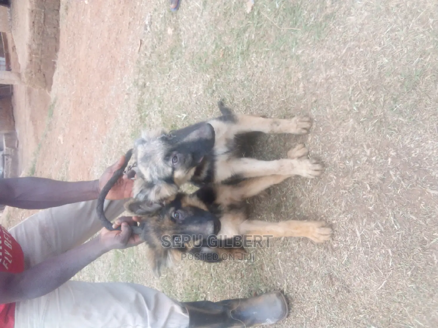 1-3 months Male Purebred German Shepherd
