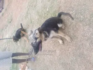 3-6 months Male Mixed Breed German Shepherd