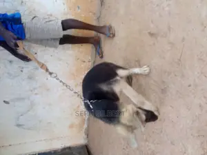 3-6 months Male Mixed Breed German Shepherd
