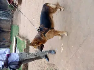 6-12 months Male Purebred German Shepherd