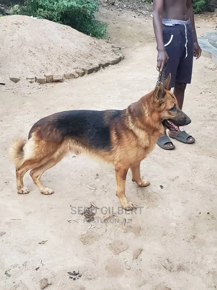 3-6 months Male Purebred German Shepherd
