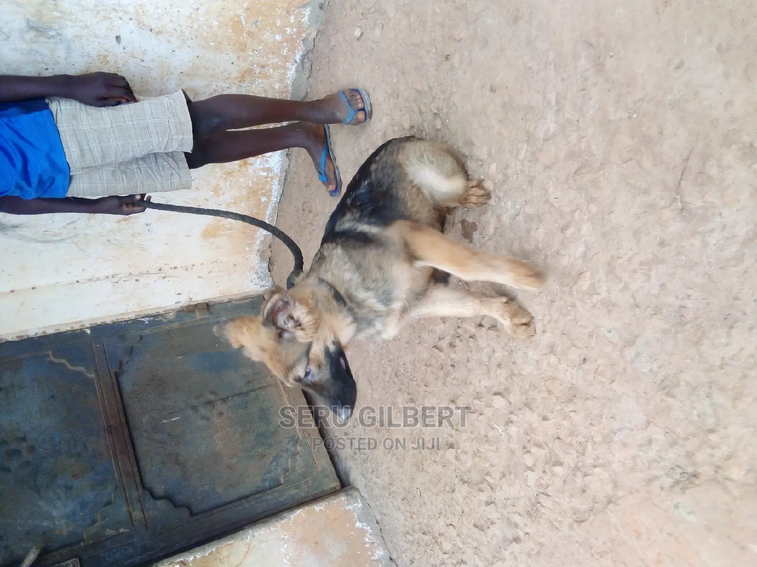 3-6 months Male Purebred German Shepherd