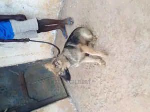 3-6 months Male Purebred German Shepherd
