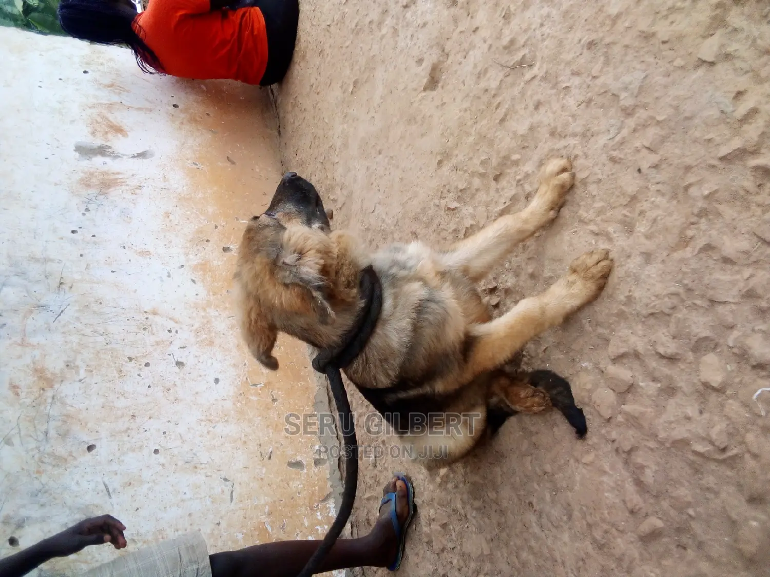 3-6 months Male Purebred German Shepherd