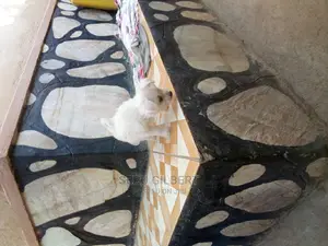 0-1 month Male Purebred Maltese
