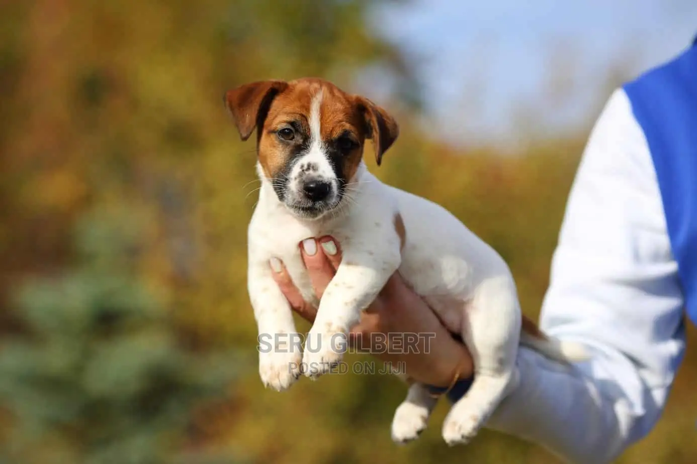 3-6 months Male Purebred Jack Russell Terrier