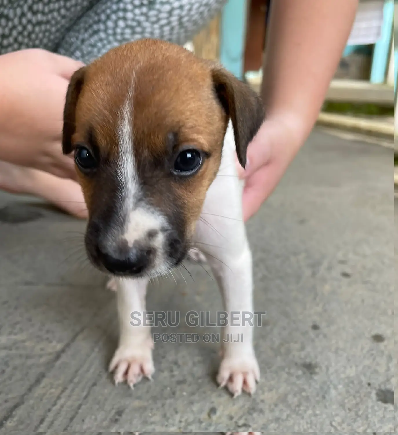 0-1 month Male Purebred Jack Russell Terrier