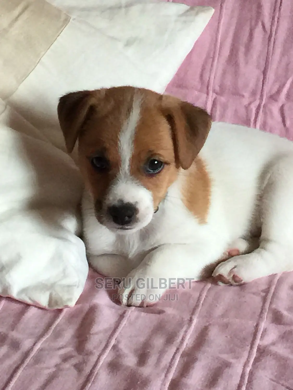 0-1 month Male Purebred Jack Russell Terrier