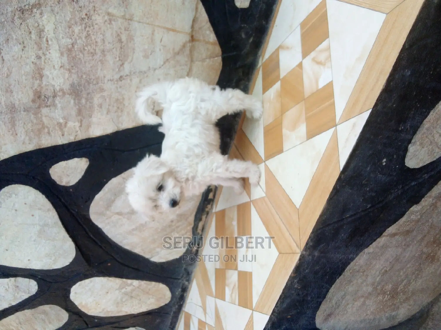 1-3 months Male Purebred Maltese