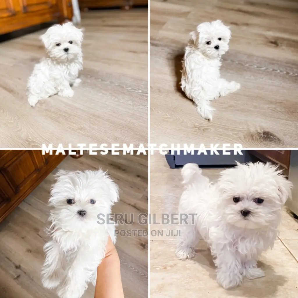 3-6 months Male Purebred Maltese