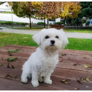 Photo - 0-1 month Male Purebred Maltese