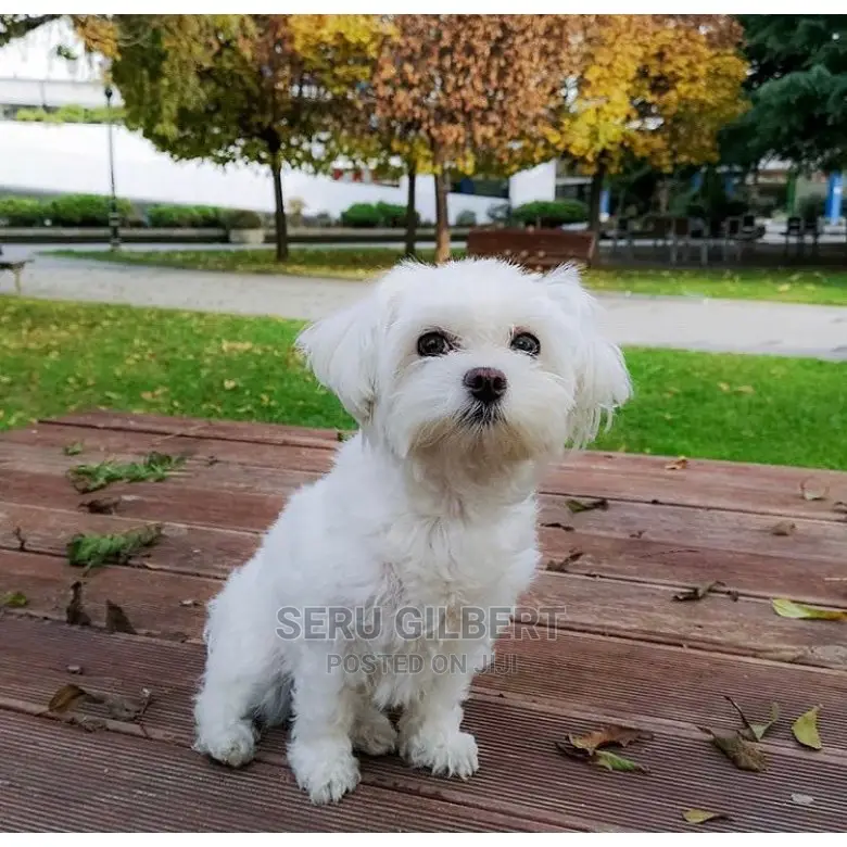 0-1 month Male Purebred Maltese