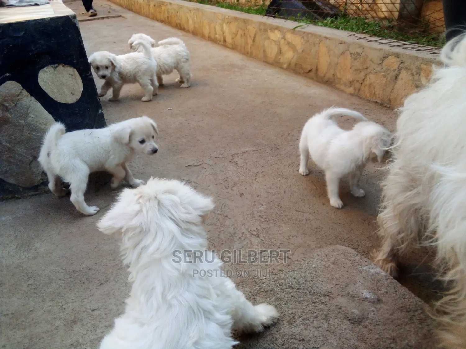 0-1 month Male Purebred Maltese