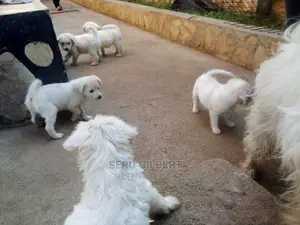 0-1 month Male Purebred Maltese